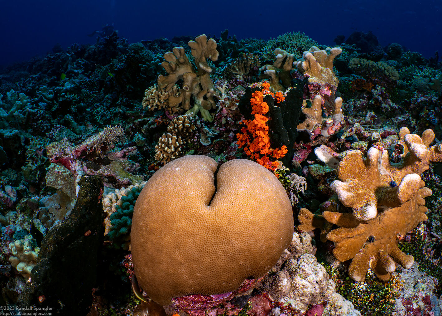 Porites solida (Solid Coral); Dive site with a hard coral bottom