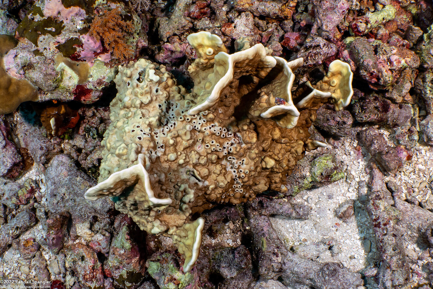 Millepora sp.2 (Plate Fire Coral)