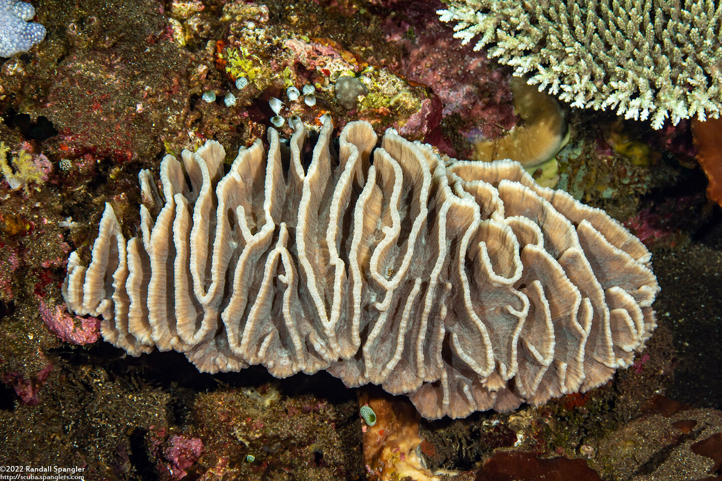 Pectinia lactuca (Lettuce Coral)