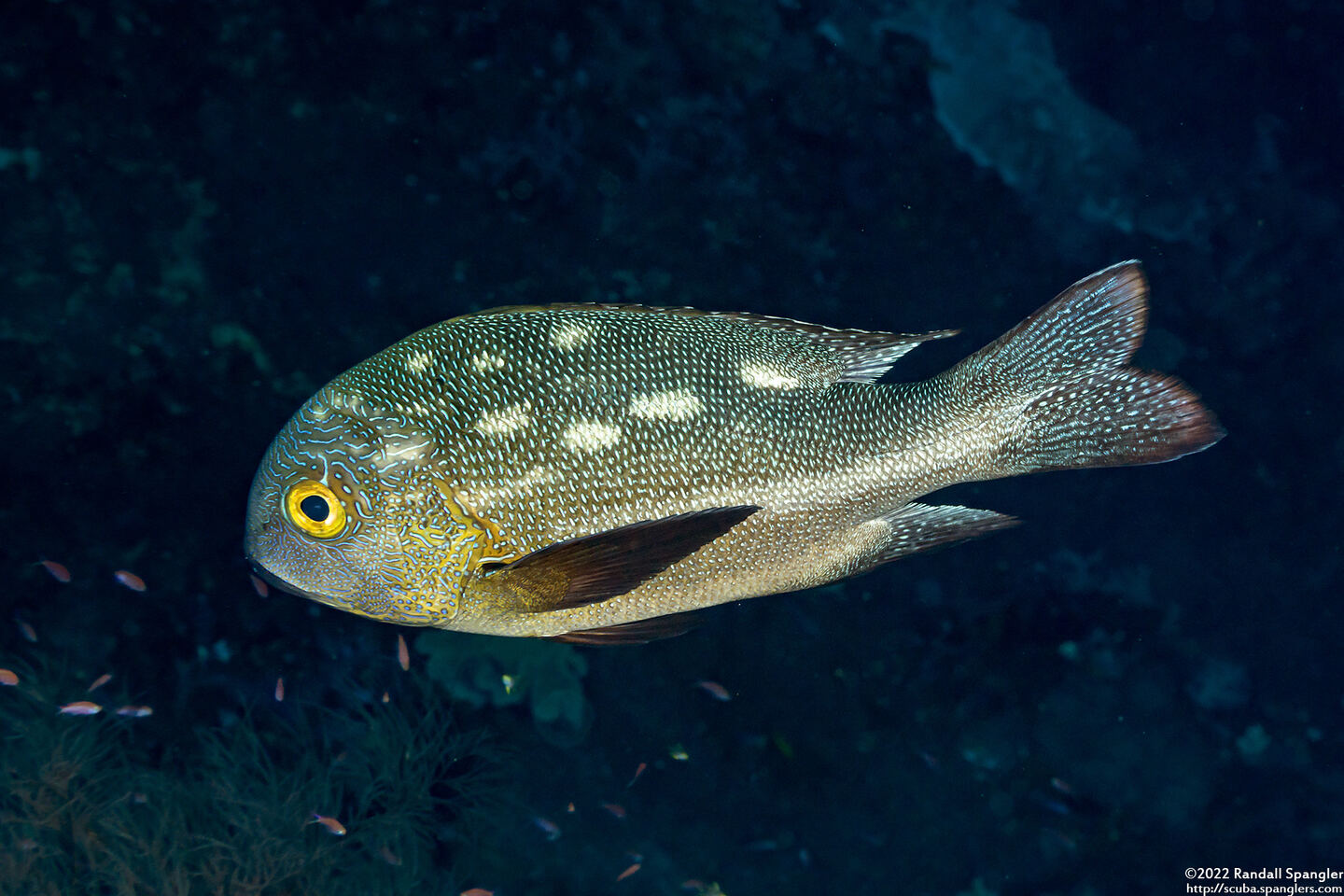 Macolor macularis (Midnight Snapper)