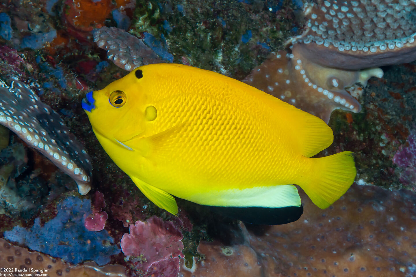 Apolemichthys trimaculatus (Three-Spot Angelfish)