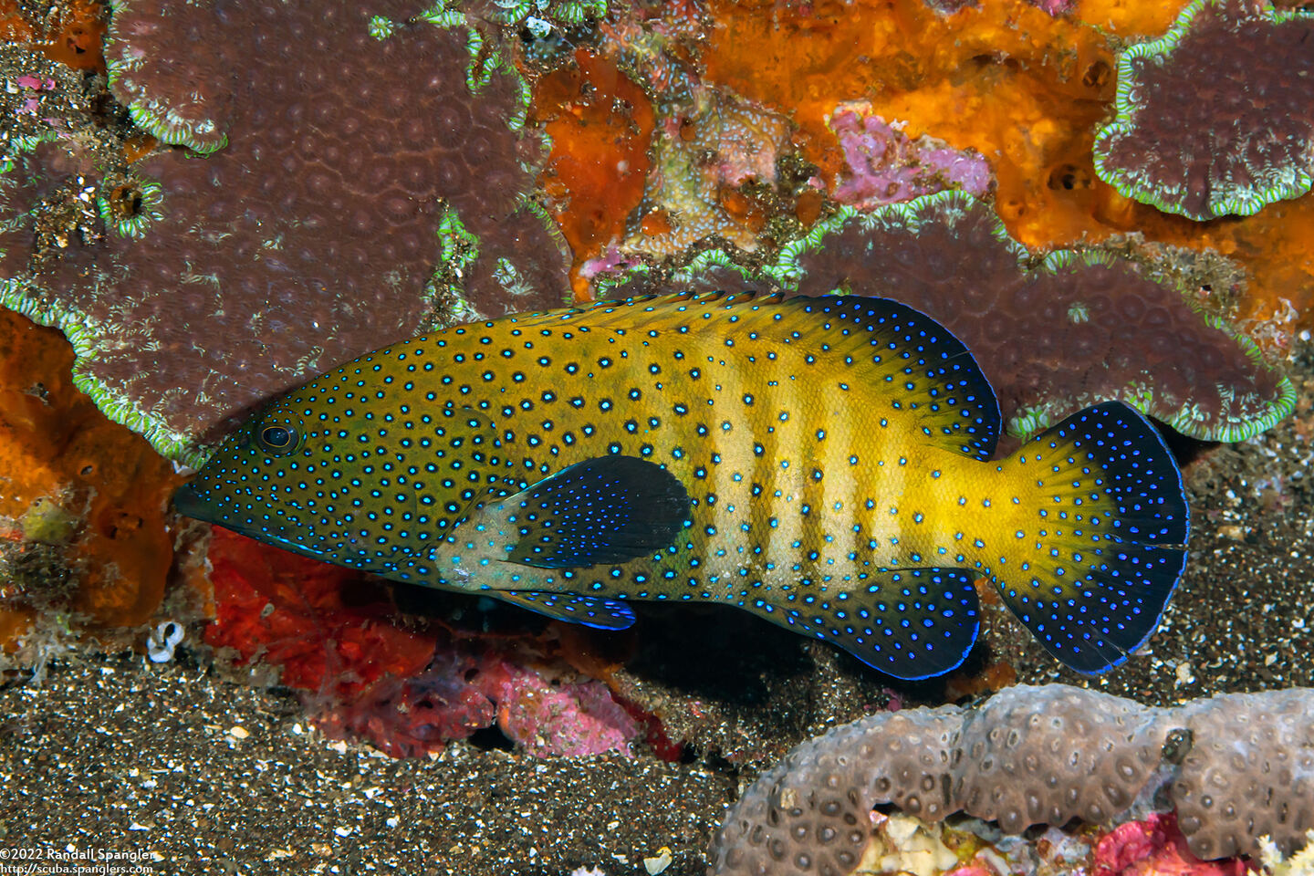 Cephalopholis argus (Peacock Grouper)