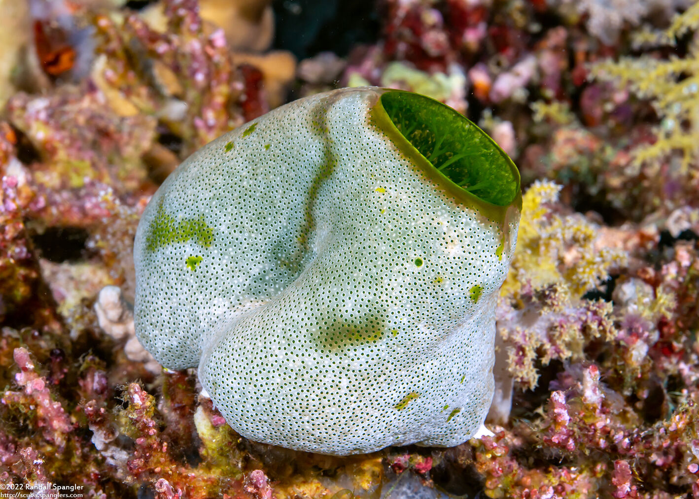 Didemnum molle (Urn Ascidian)