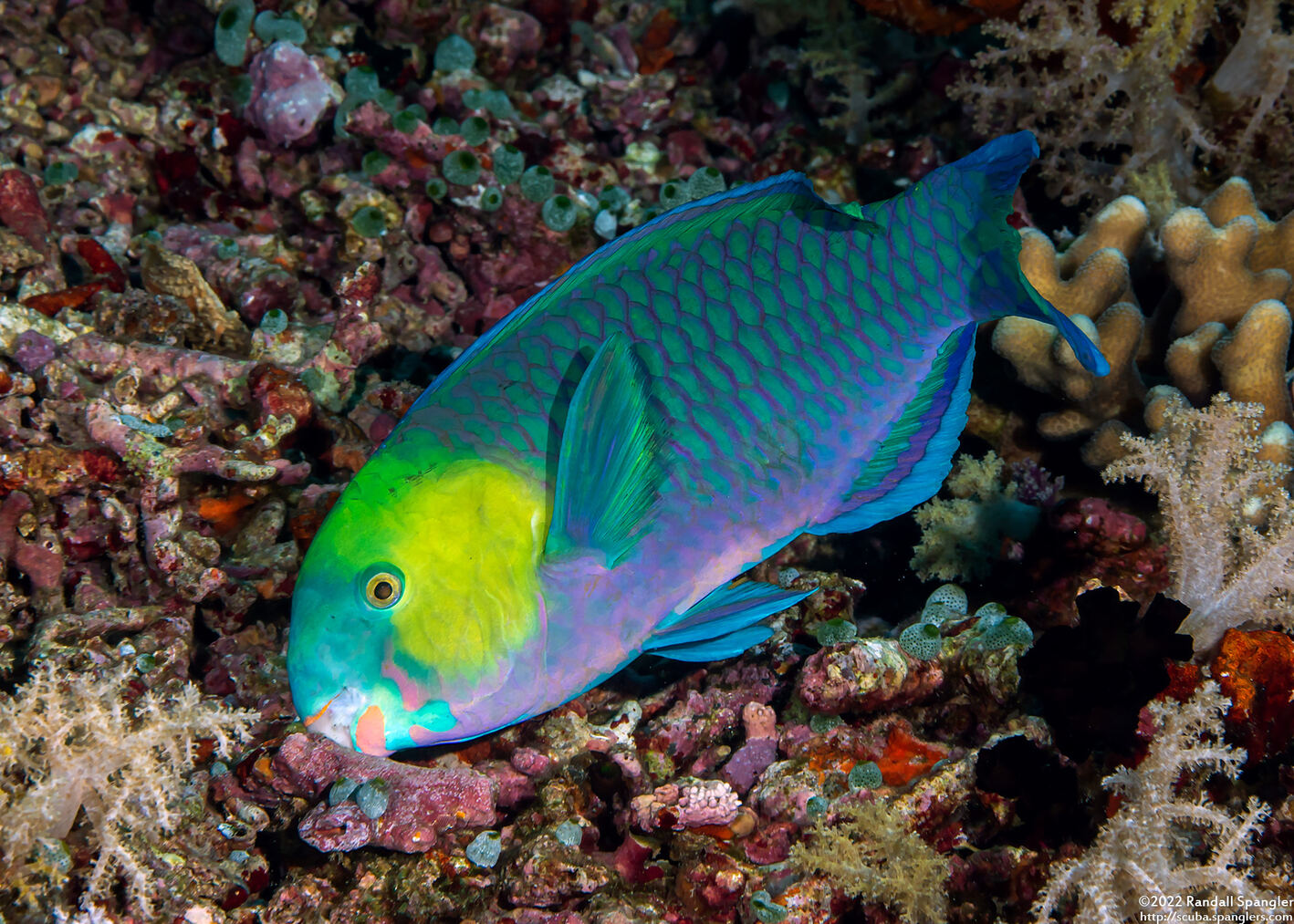 Scarus spinus (Greensnout Parrotfish)