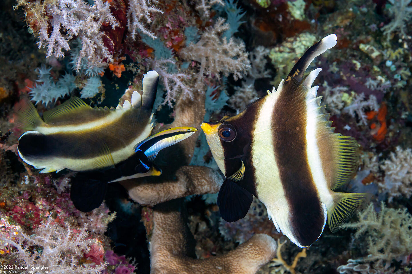 Heniochus chrysostomus (Pennant Bannerfish)