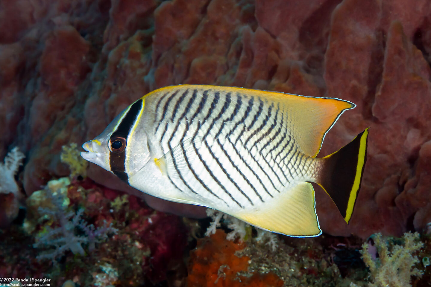 Chaetodon trifascialis (Chevroned Butterflyfish)