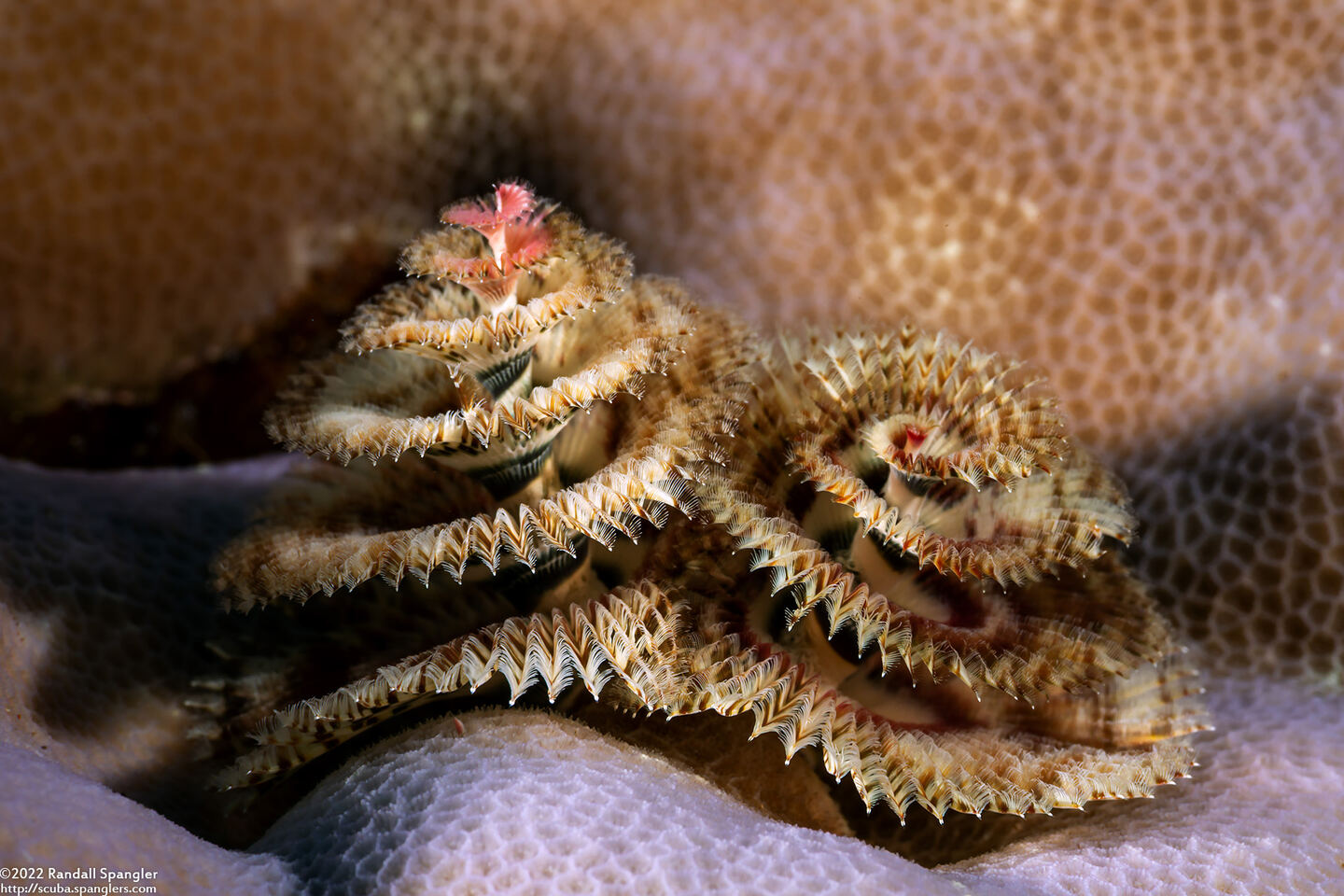 Spirobranchus sp.1 (Christmas Tree Worm)