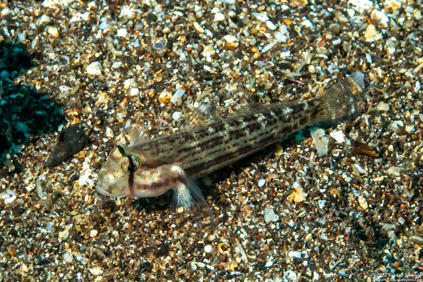 Gnatholepis anjerensis (Eyebar Goby)
