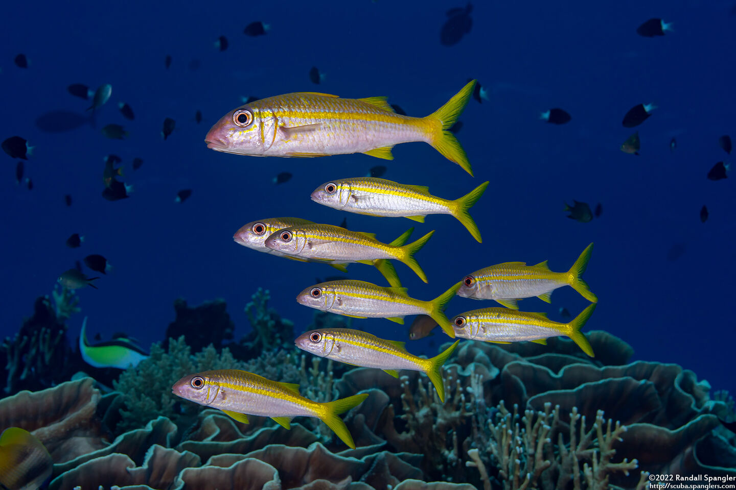 Mulloidichthys vanicolensis (Yellowfin Goatfish)