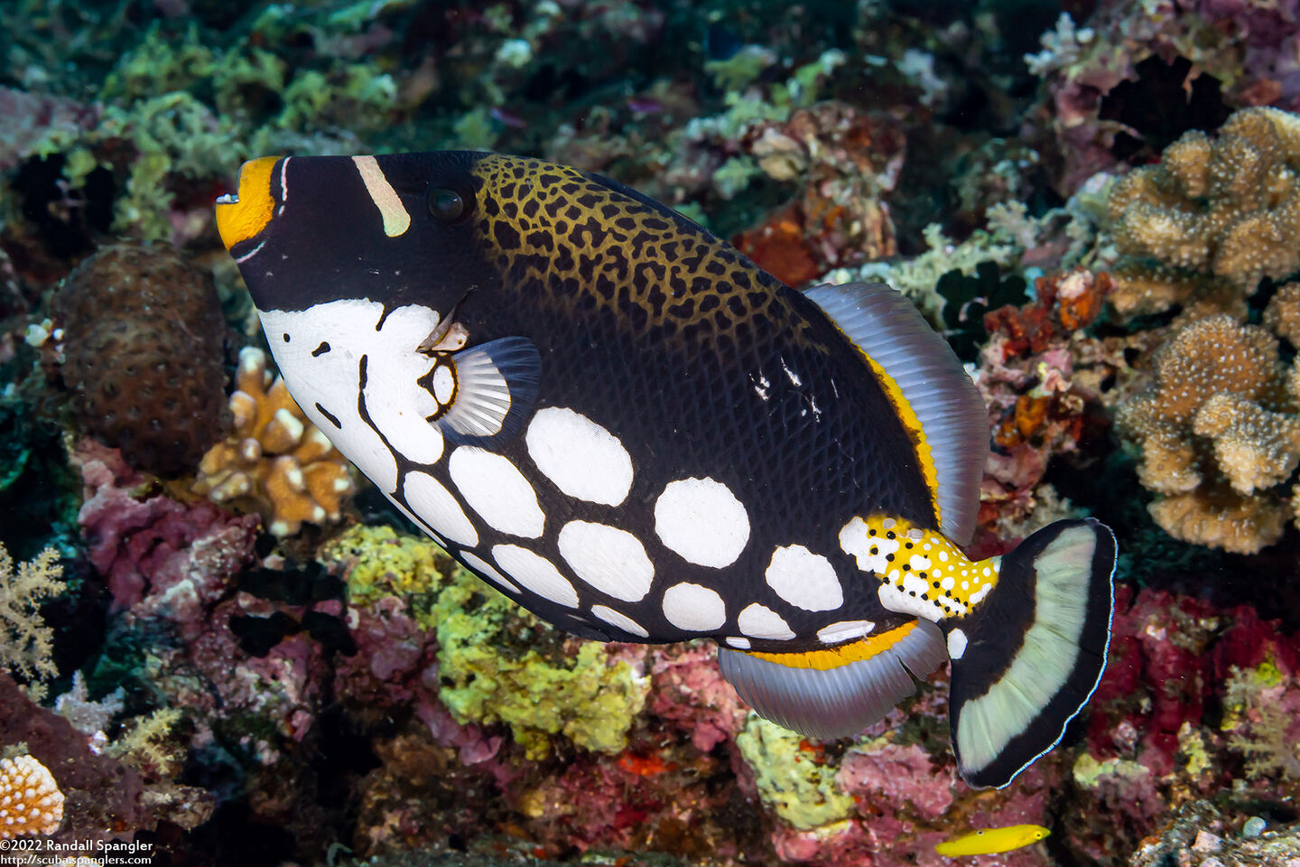 Balistoides conspicillum (Clown Triggerfish)