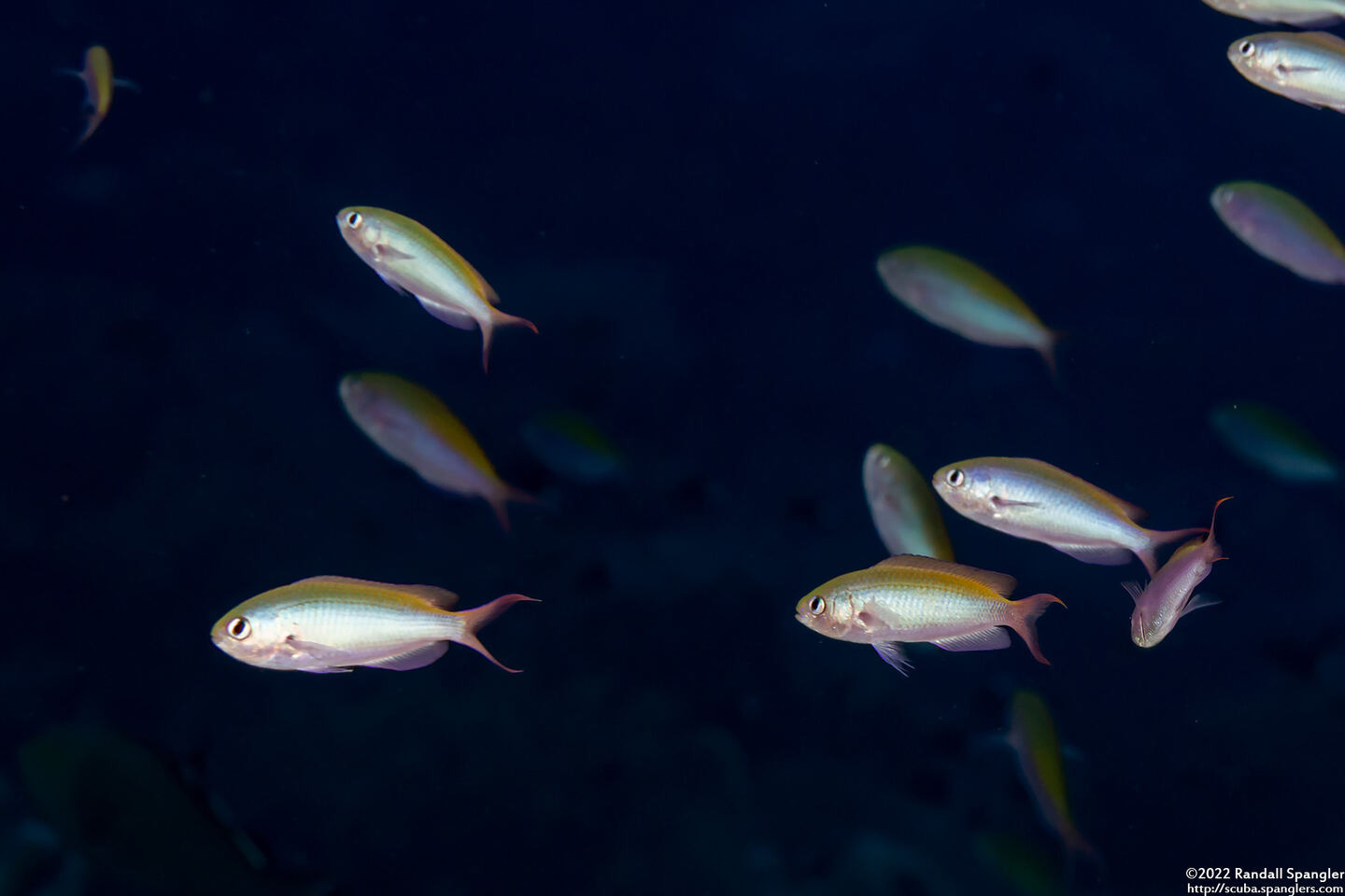 Lepidozygus tapeinosoma (Fusilier Damsel)