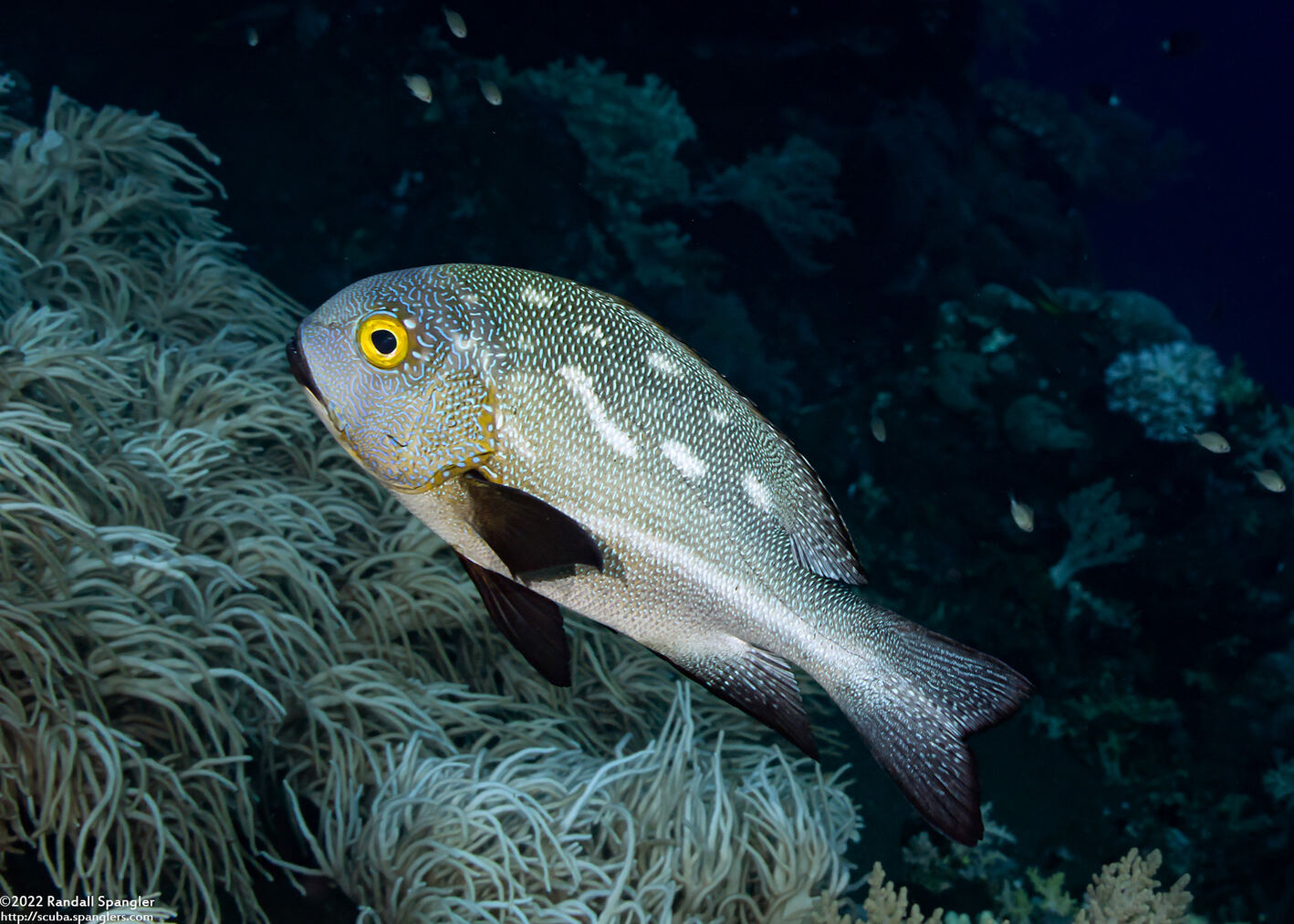 Macolor macularis (Midnight Snapper)