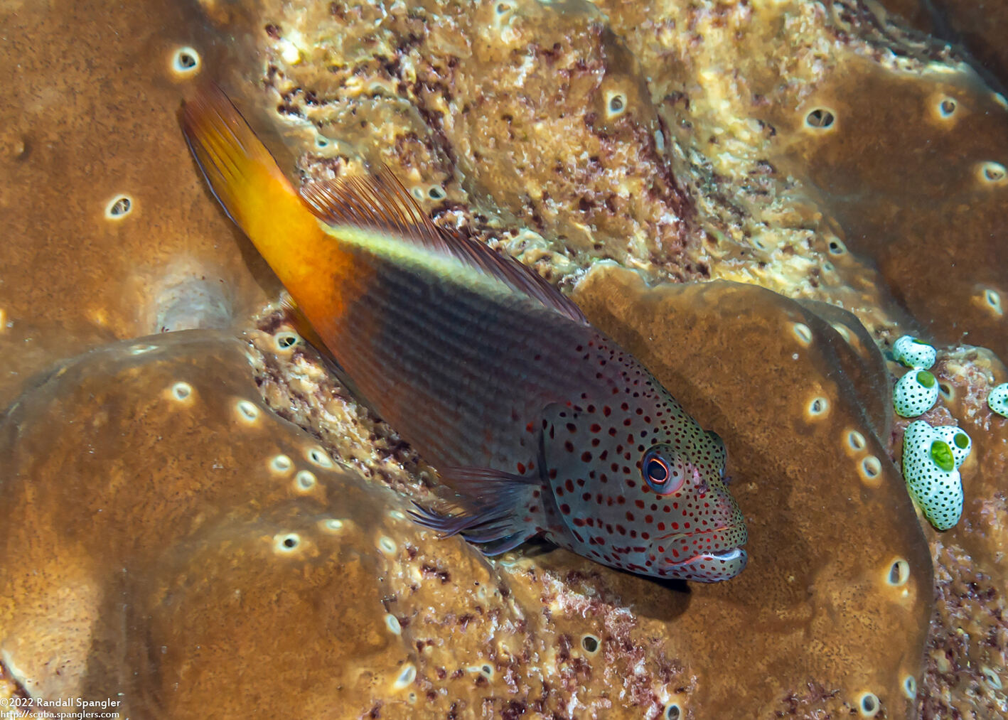 Paracirrhites forsteri (Freckled Hawkfish)
