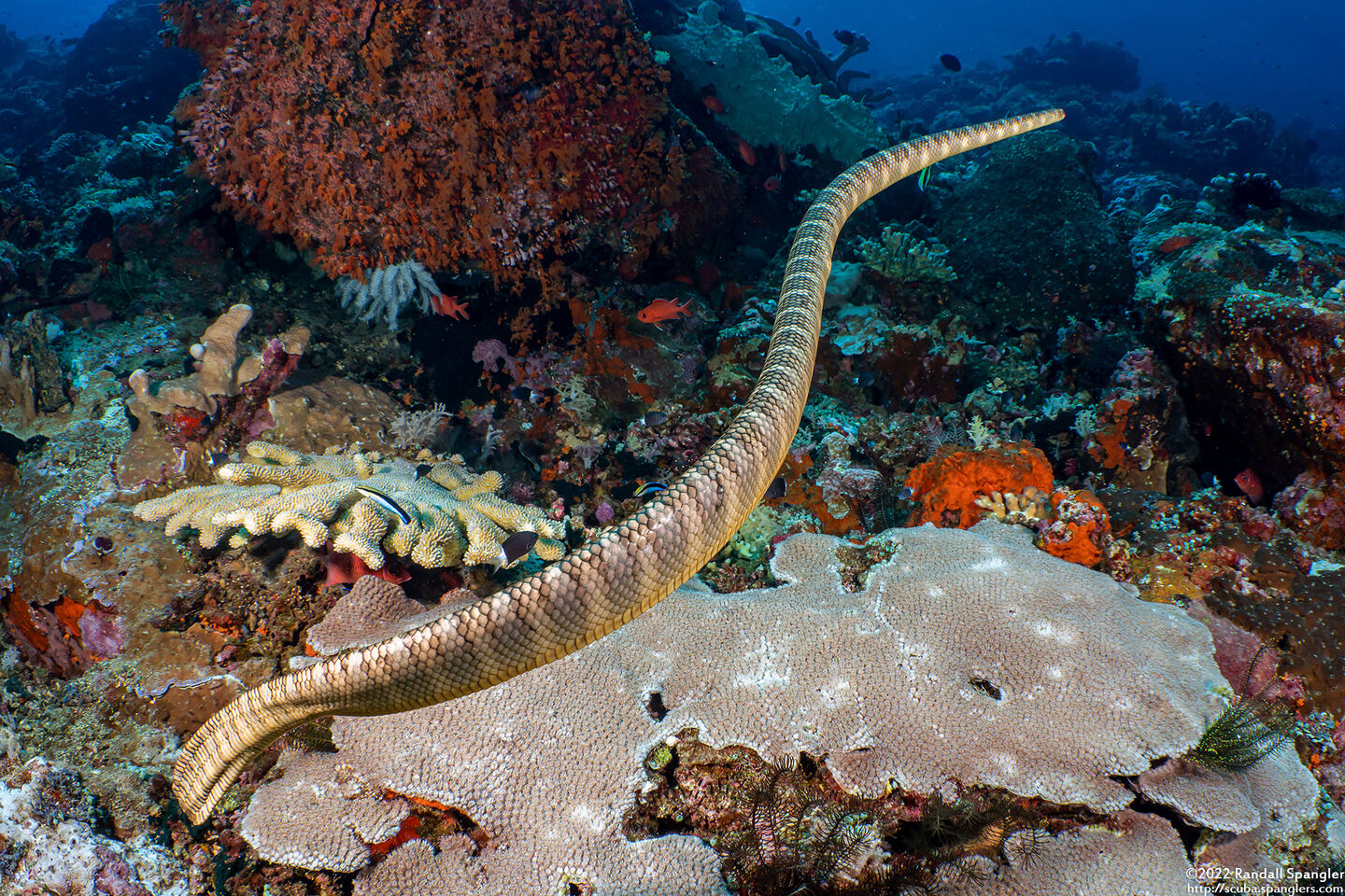 Laticauda semifasciata (Chinese Sea Snake)