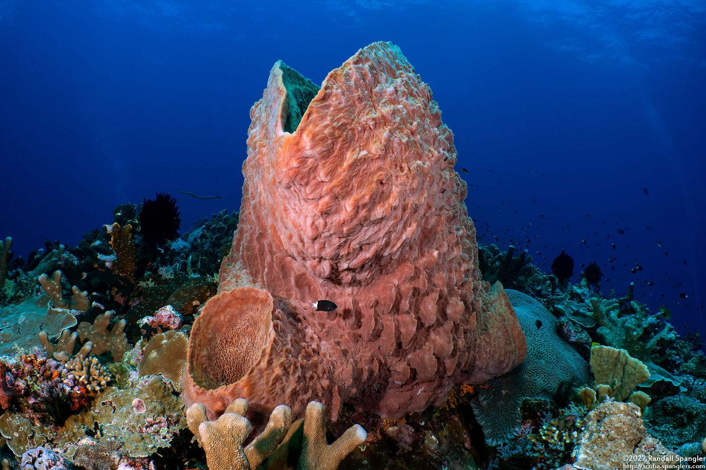 Xestospongia testudinaria (Barrel Sponge)