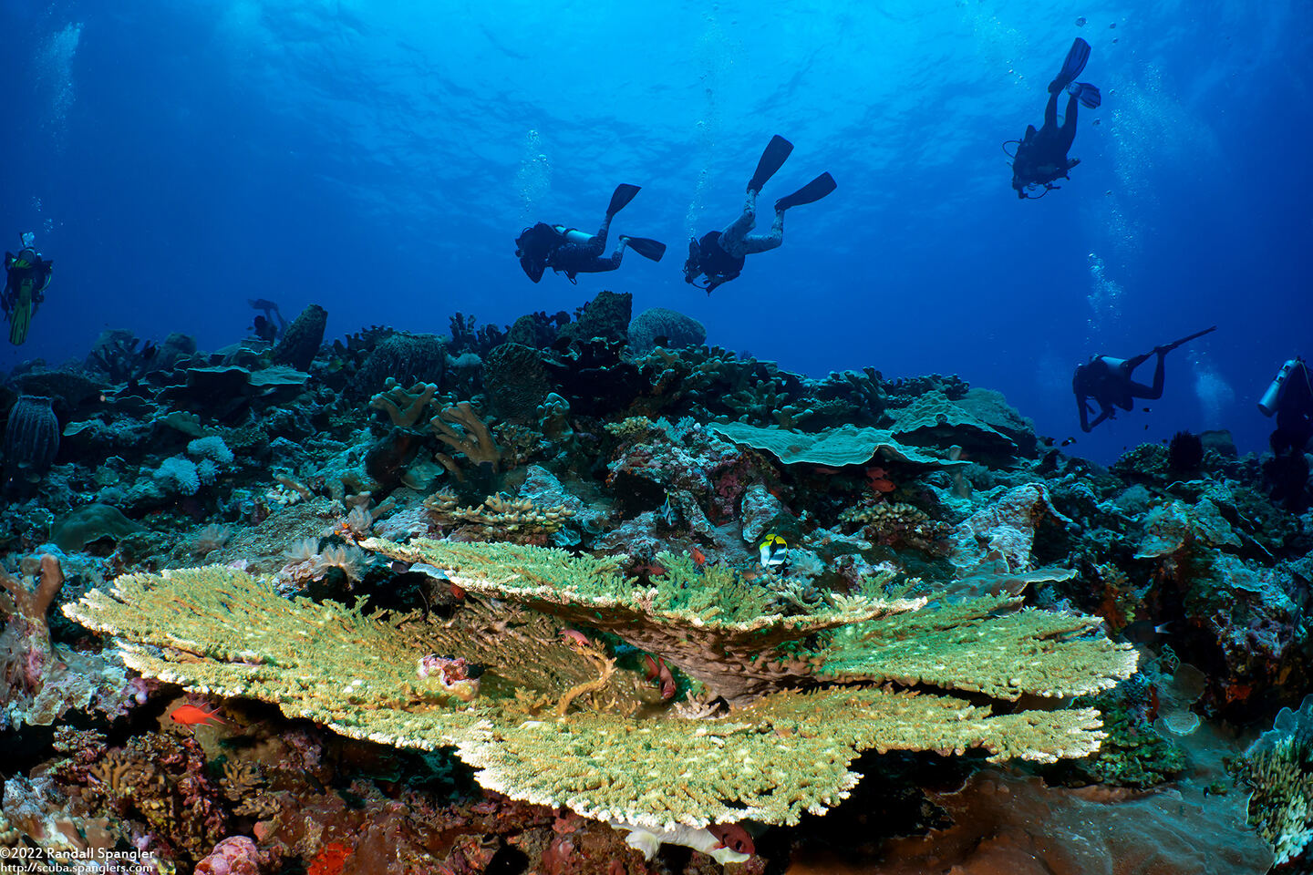 Acropora hyacinthus (Hyacinth Table Coral)