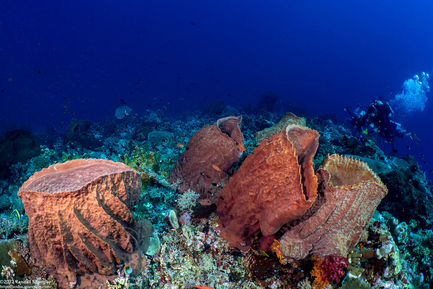 Xestospongia testudinaria (Barrel Sponge)