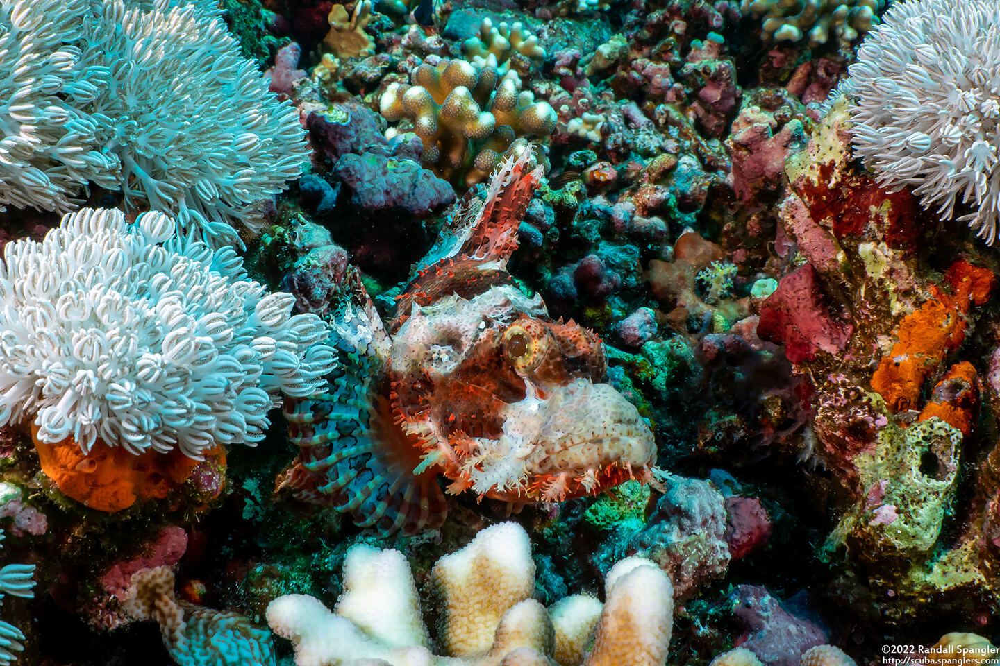 Scorpaenopsis oxycephala (Tasseled Scorpionfish)