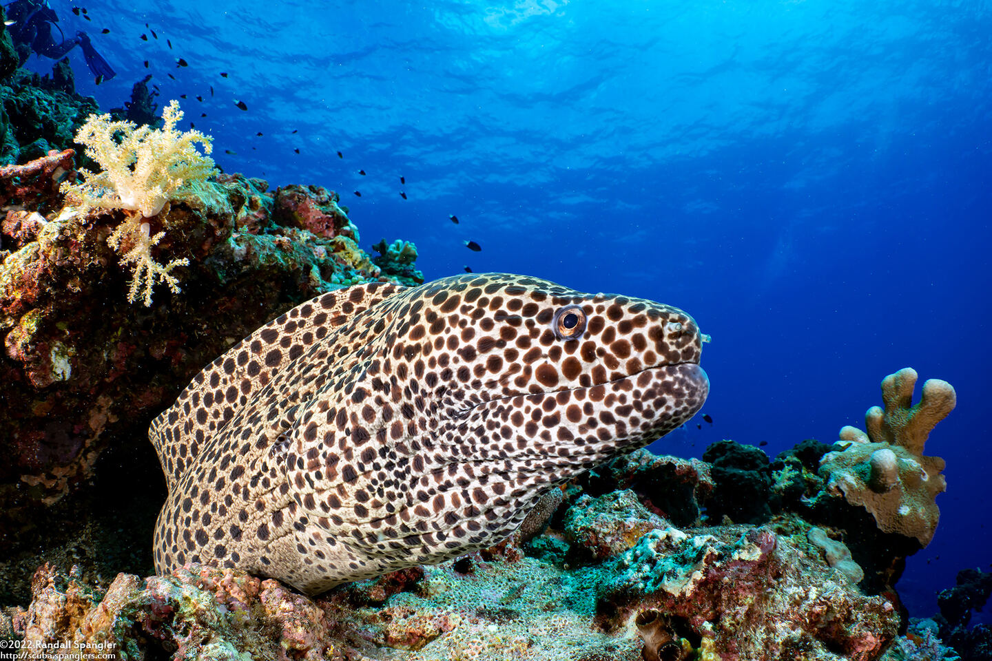 Gymnothorax favagineus (Honeycomb Moray)