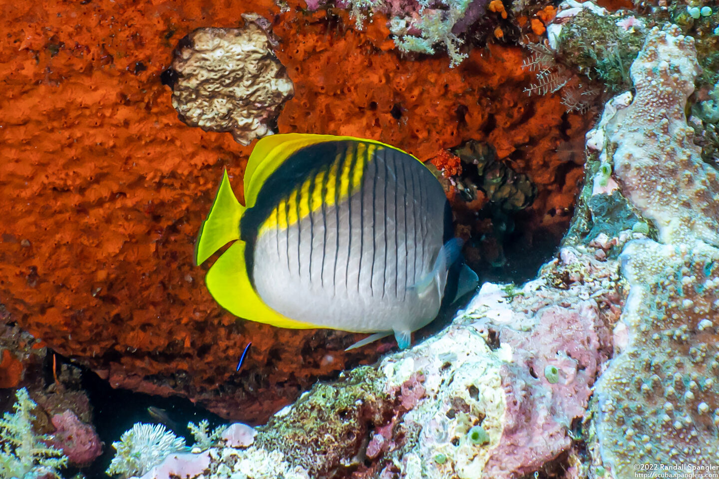 Chaetodon lineolatus (Lined Butterflyfish)
