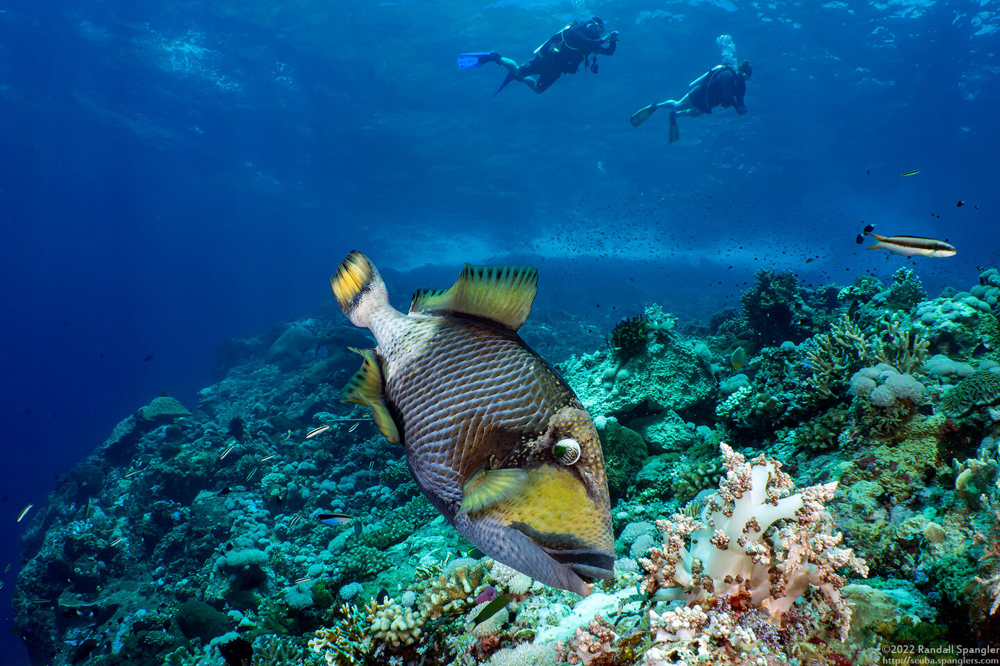Balistoides viridescens (Titan Triggerfish)