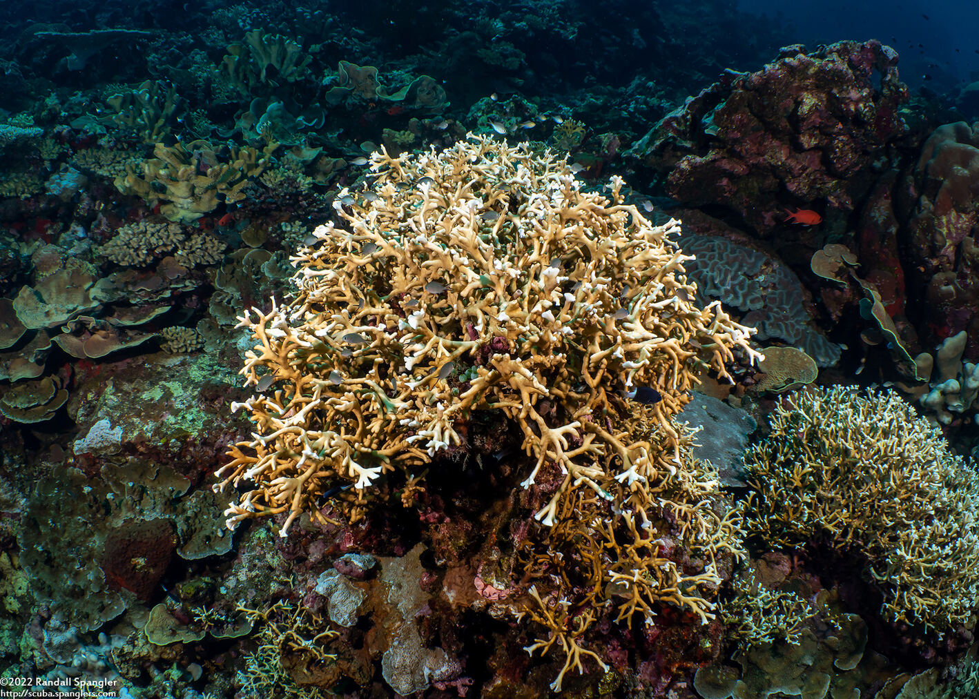 Millepora sp.1 (Encrusting Fire Coral)