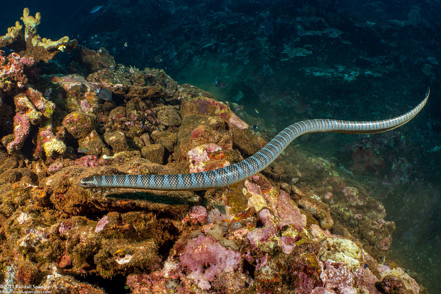 Laticauda semifasciata (Chinese Sea Snake)
