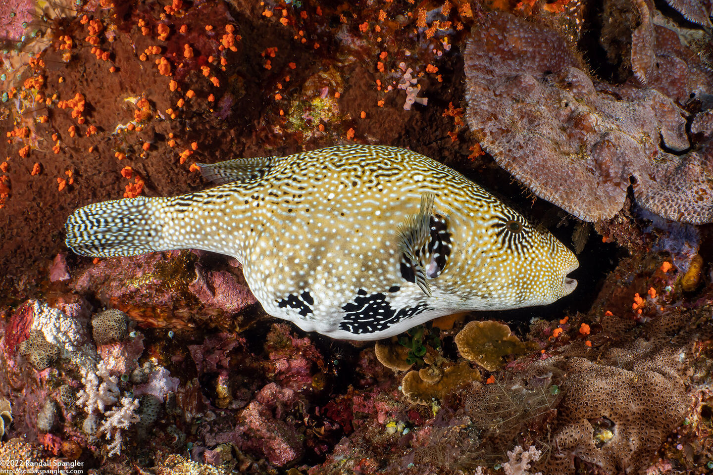 Arothron mappa (Map Puffer)