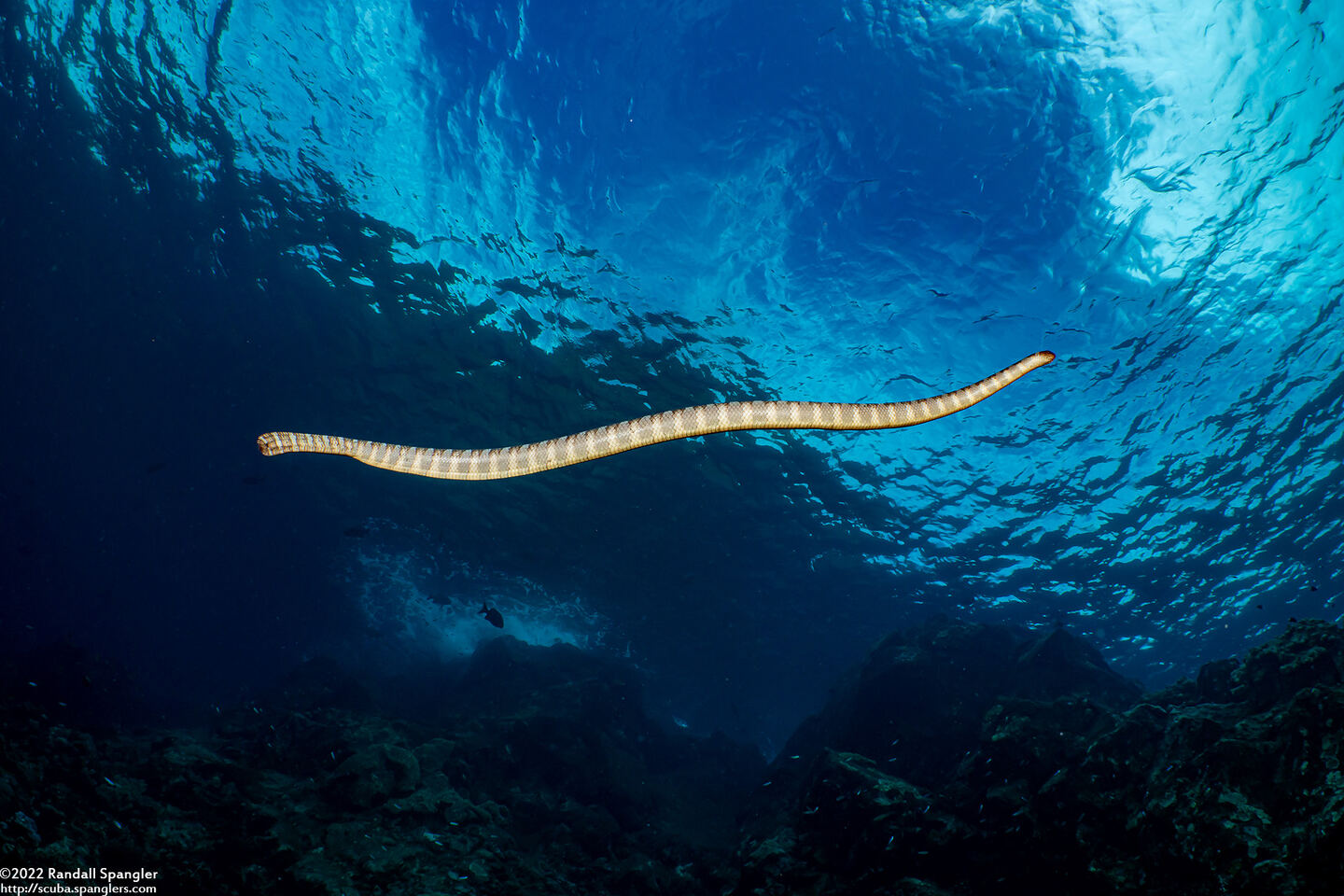 Laticauda semifasciata (Chinese Sea Snake)