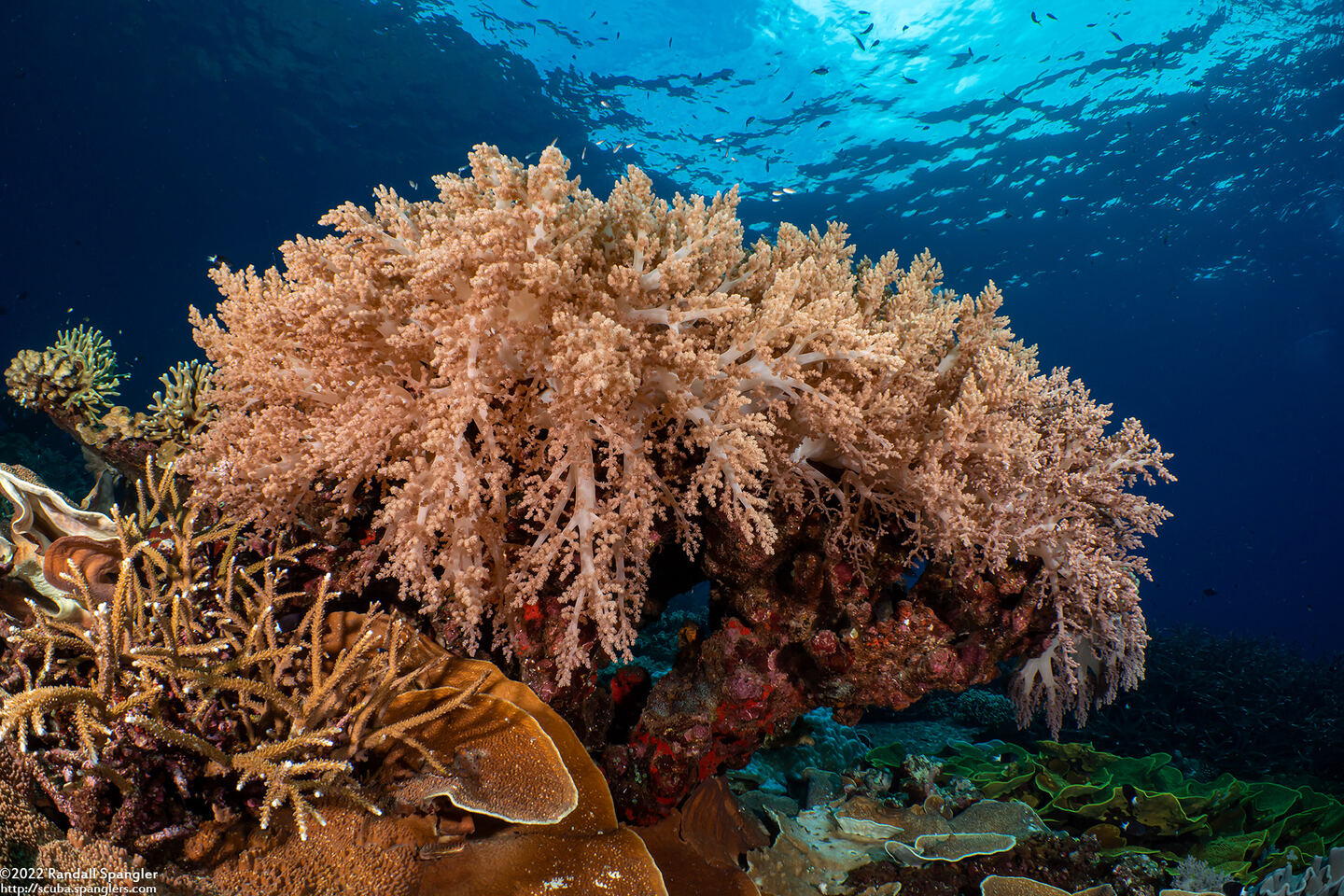 Litophyton arboreum (Litophyton Arboreum)