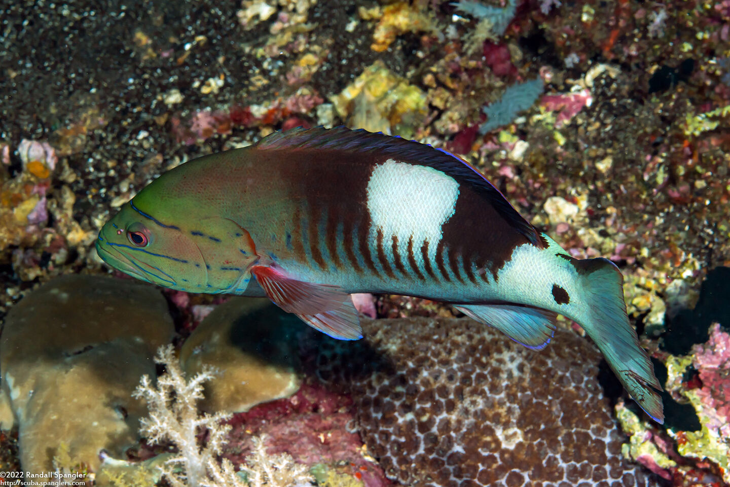 Gracila albomarginata (Masked Grouper)