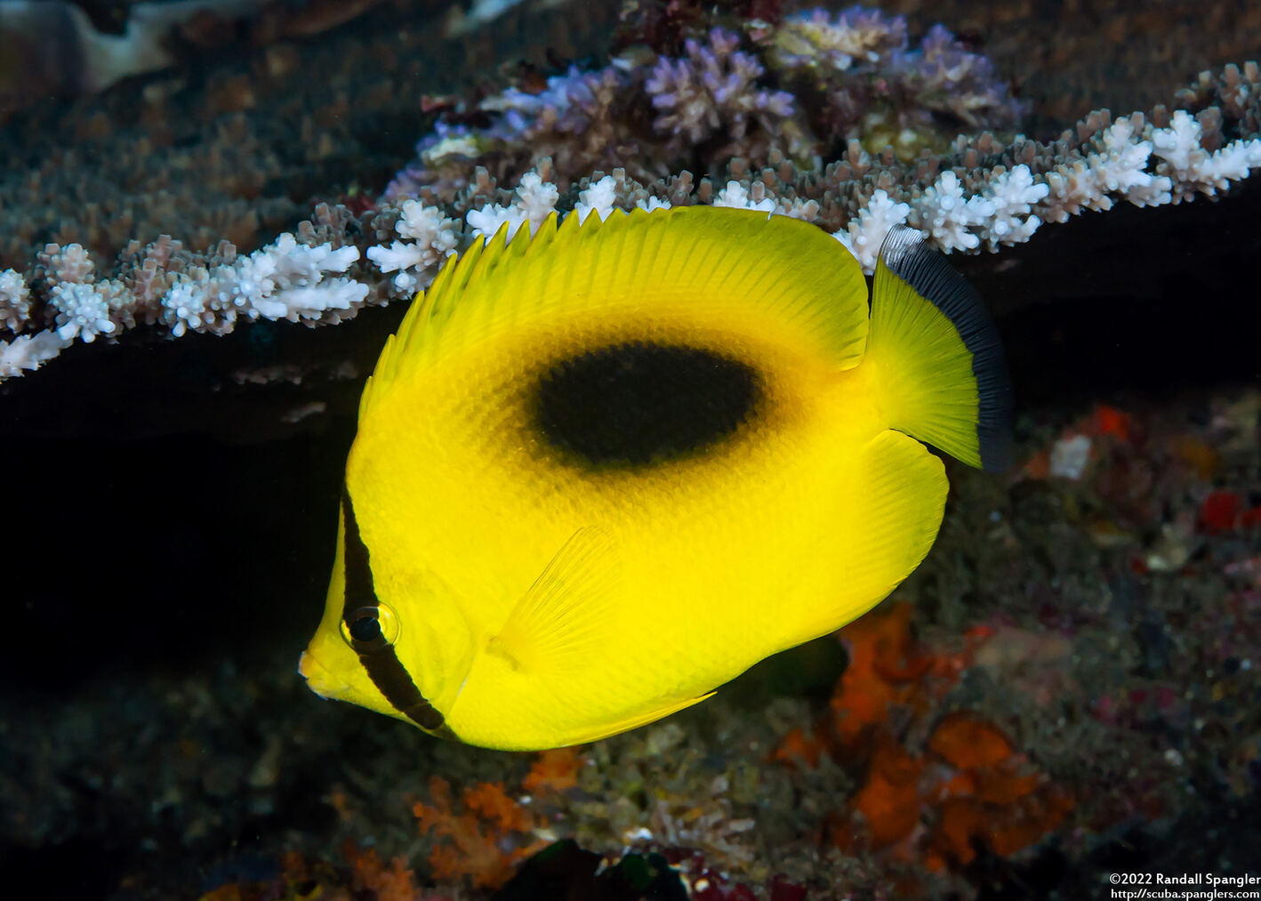 Chaetodon speculum (Oval-Spot Butterflyfish)