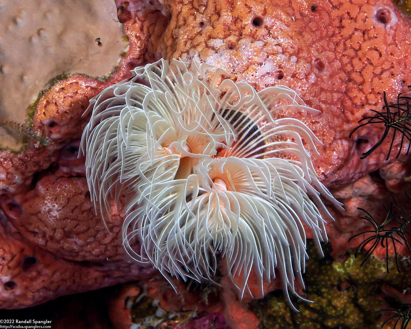 Protula bispiralis (Red Fan Worm)