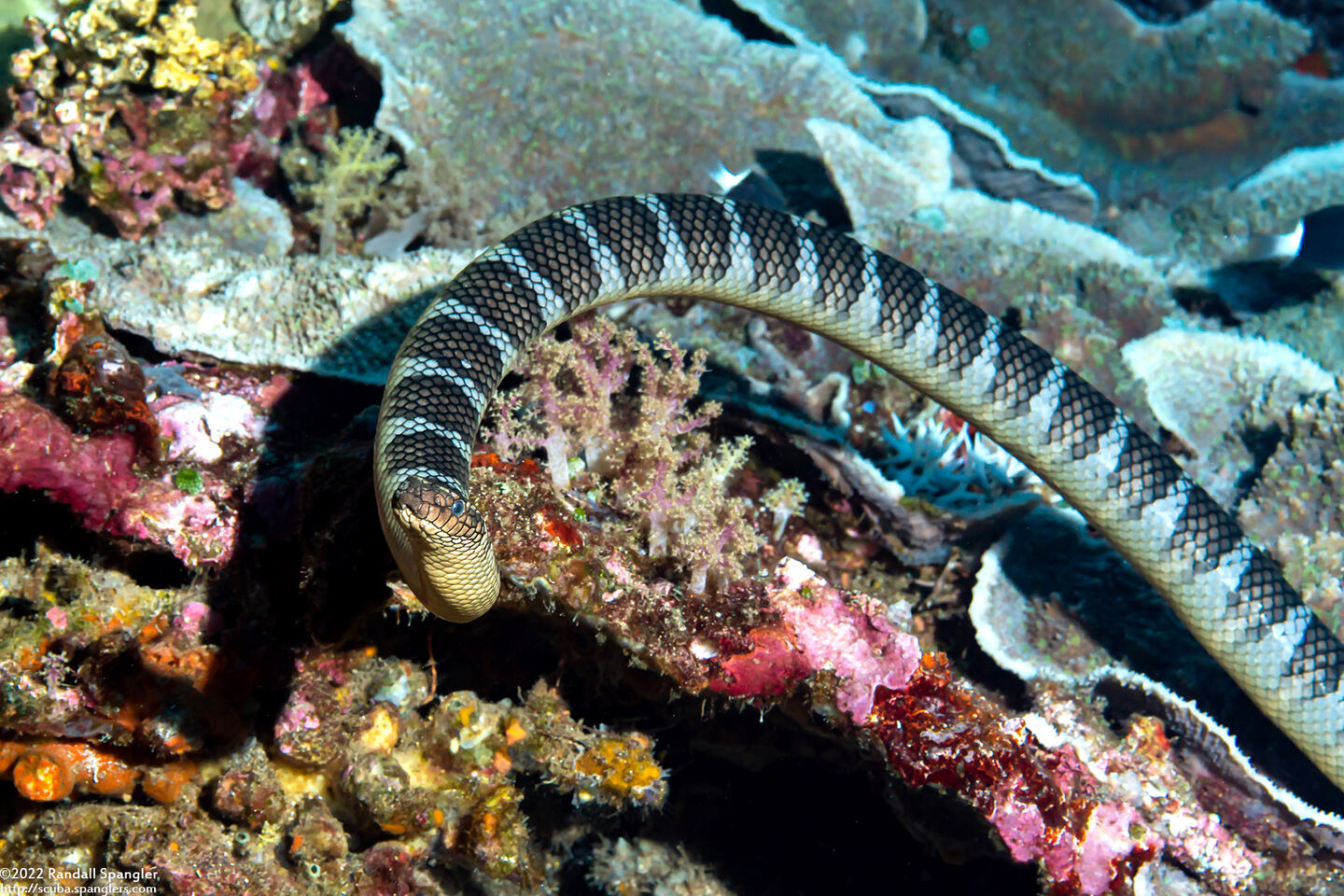 Laticauda semifasciata (Chinese Sea Snake)