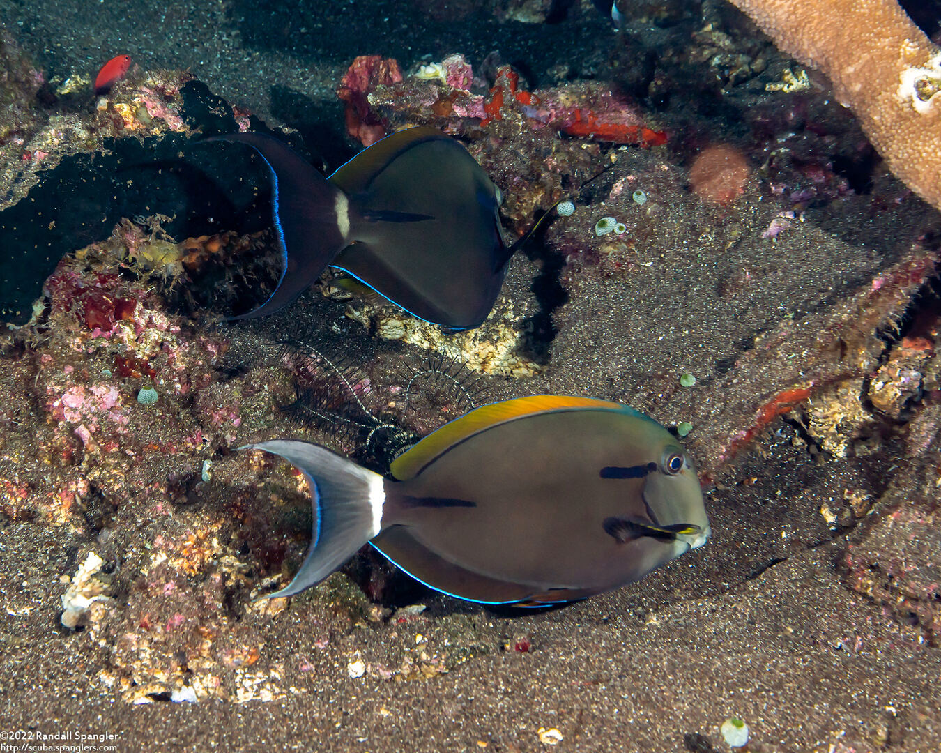 Acanthurus nigricauda (Blackstreak Surgeonfish)