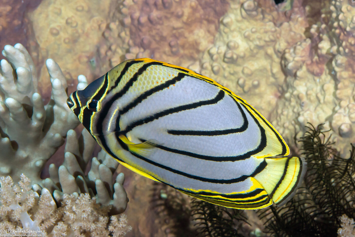 Chaetodon meyeri (Meyer's Butterflyfish)