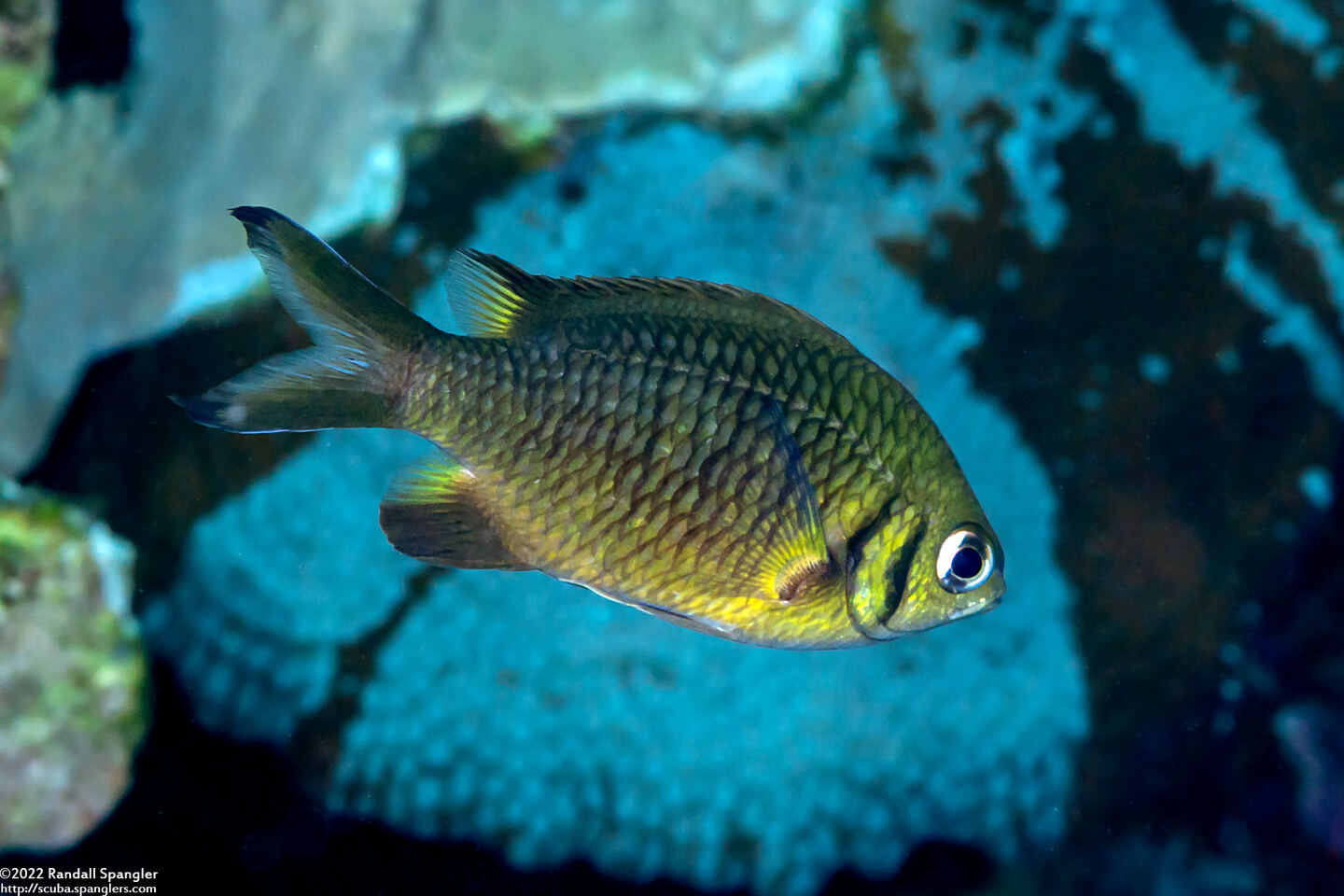 Chromis weberi (Weber's Chromis)