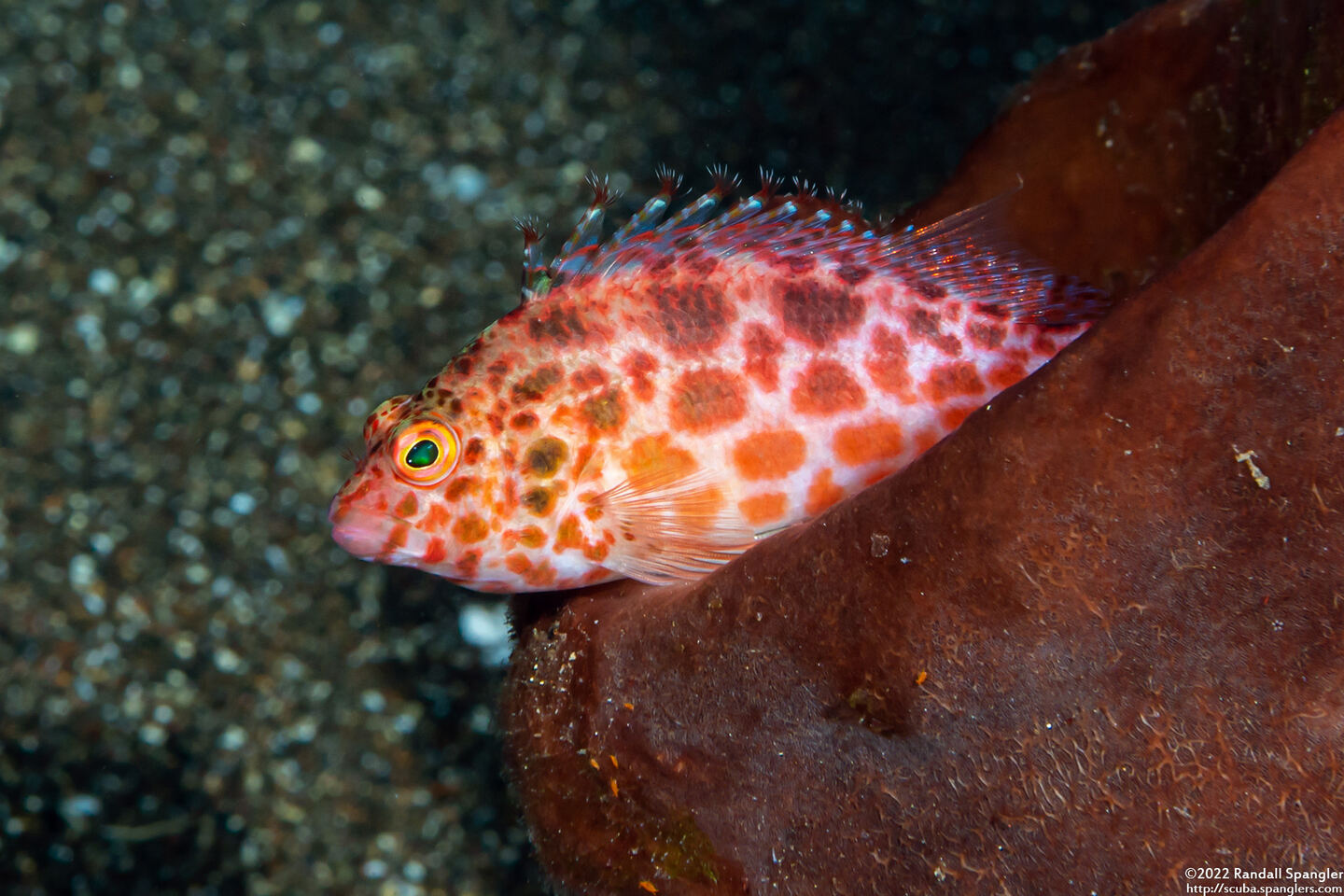 Cirrhitichthys oxycephalus (Pixy Hawkfish)