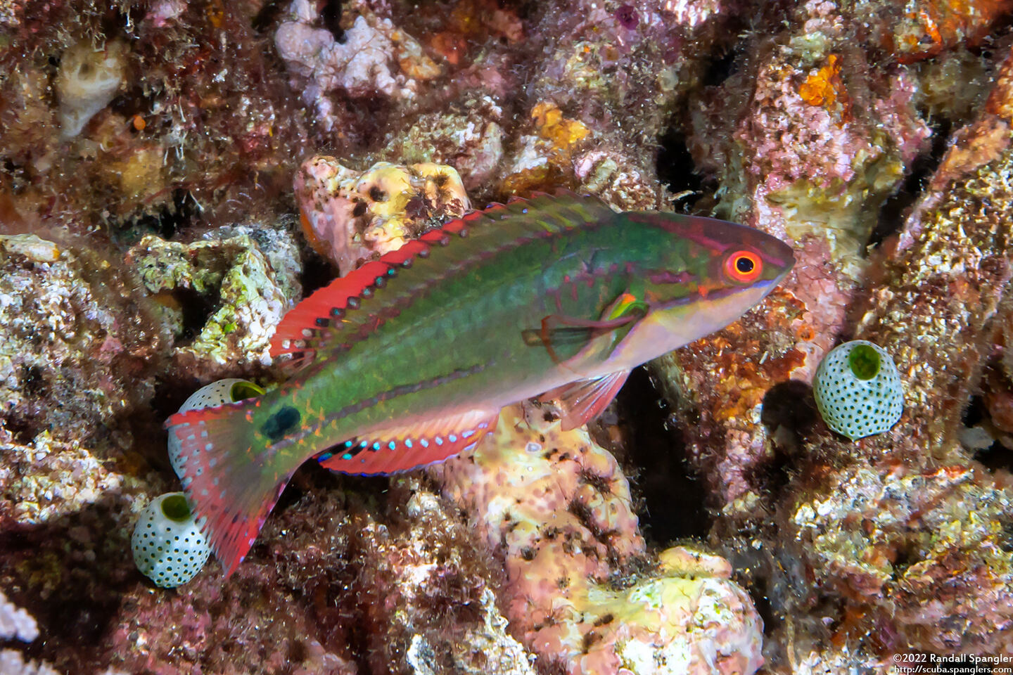 Cirrhilabrus exquisitus (Exquisite Fairy Wrasse)