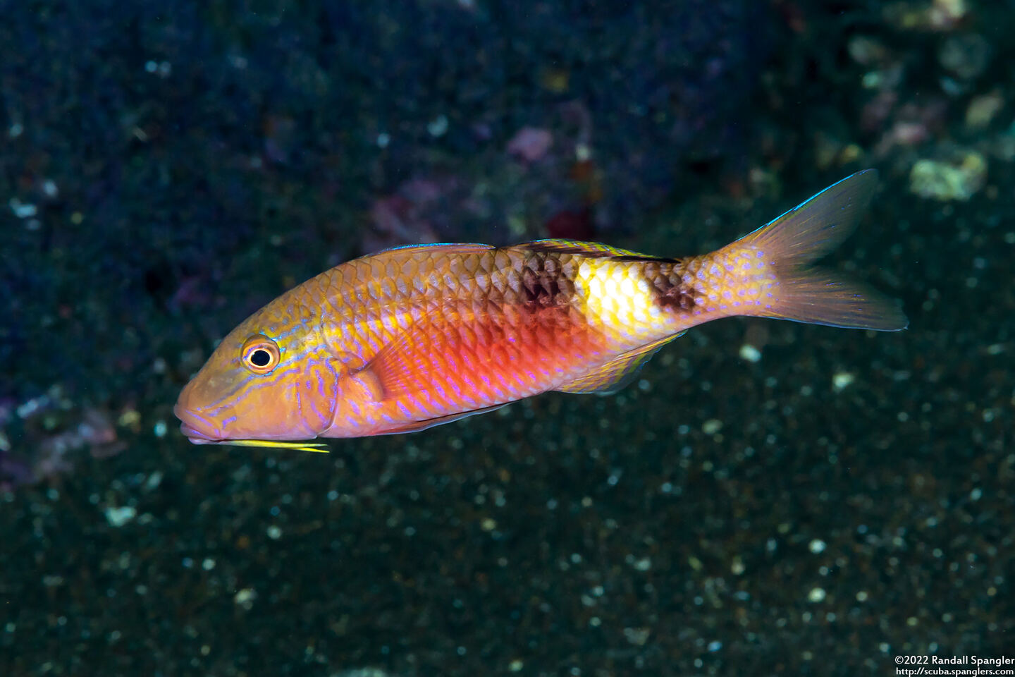Parupeneus multifasciatus (Manybar Goatfish)