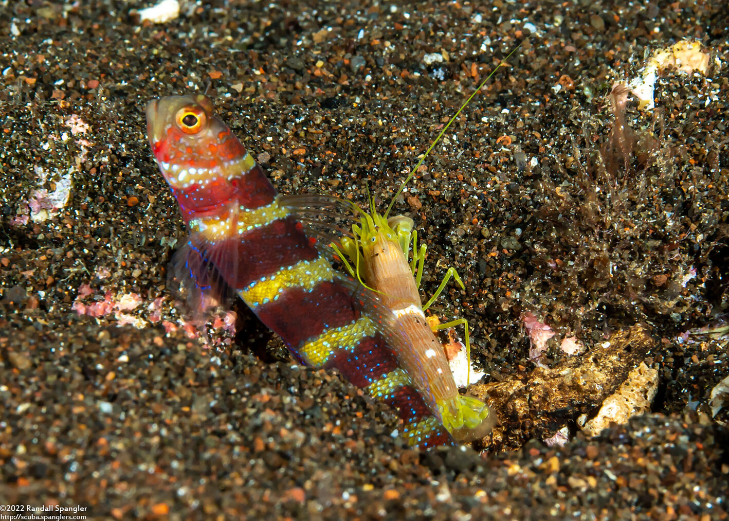 Alpheus sp.1 (White Saddle Snapping Shrimp)