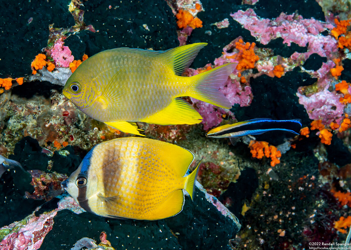 Amblyglyphidodon aureus (Golden Damsel)