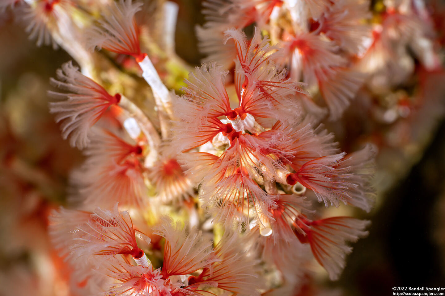Filogranella elatensis (Delicate Tube Worm)