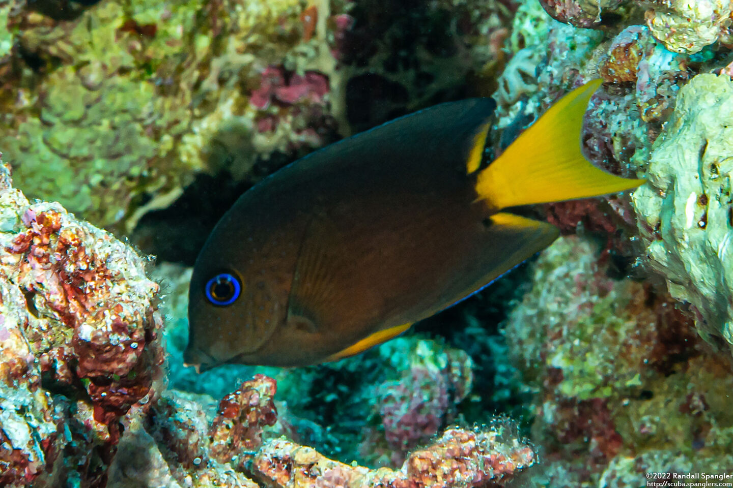 Ctenochaetus binotatus (Twospot Bristletooth)