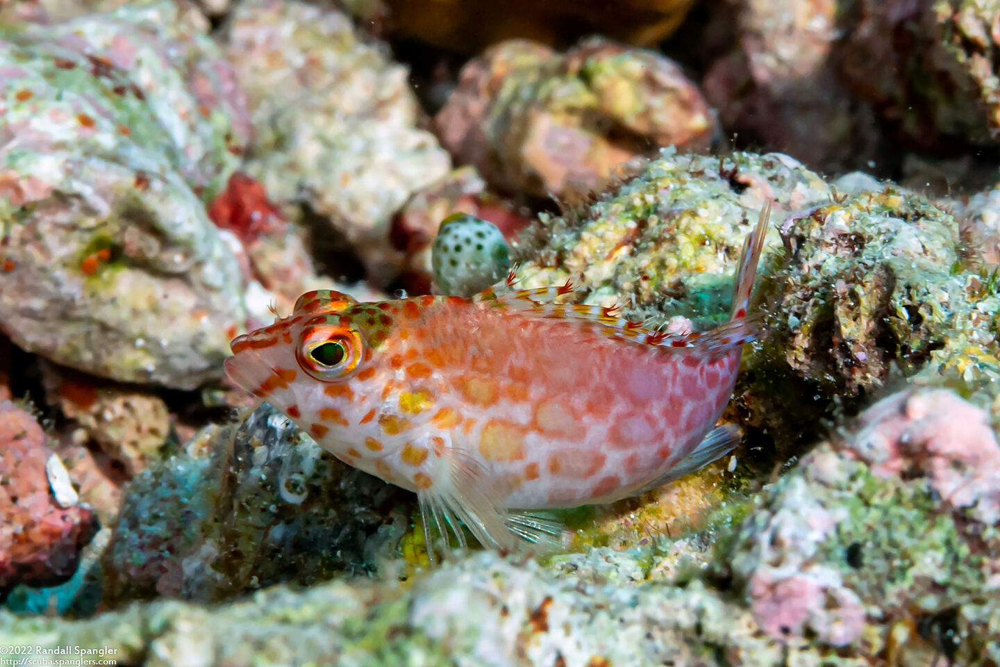 Cirrhitichthys oxycephalus (Pixy Hawkfish)