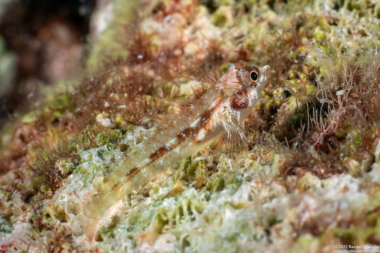 Helcogramma chica (Little Hooded Triplefin)