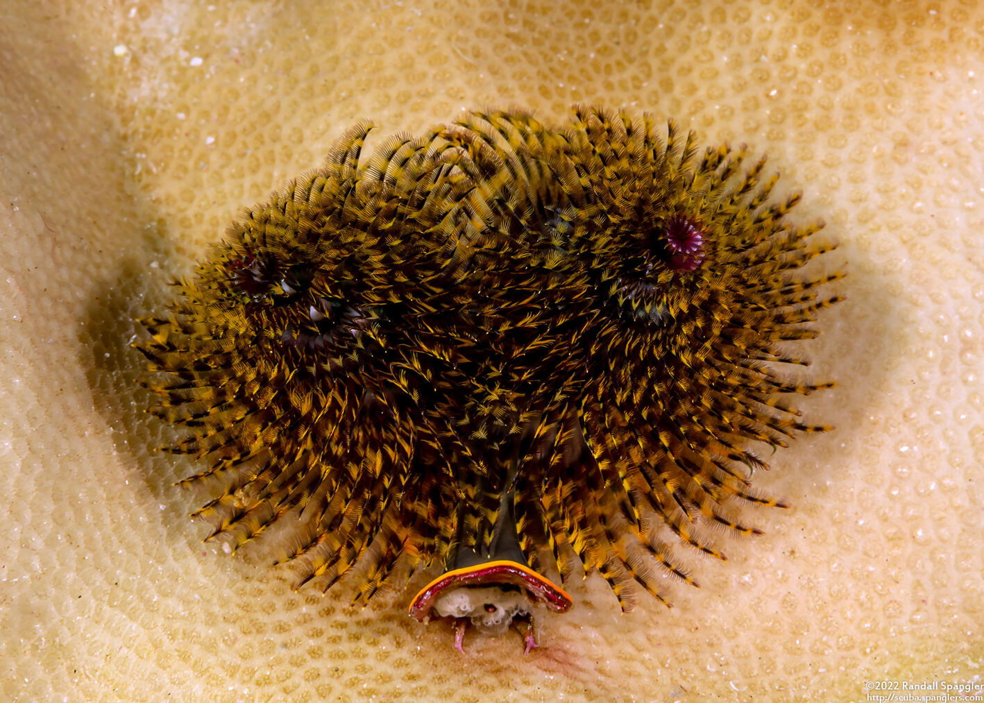Spirobranchus sp.1 (Christmas Tree Worm)