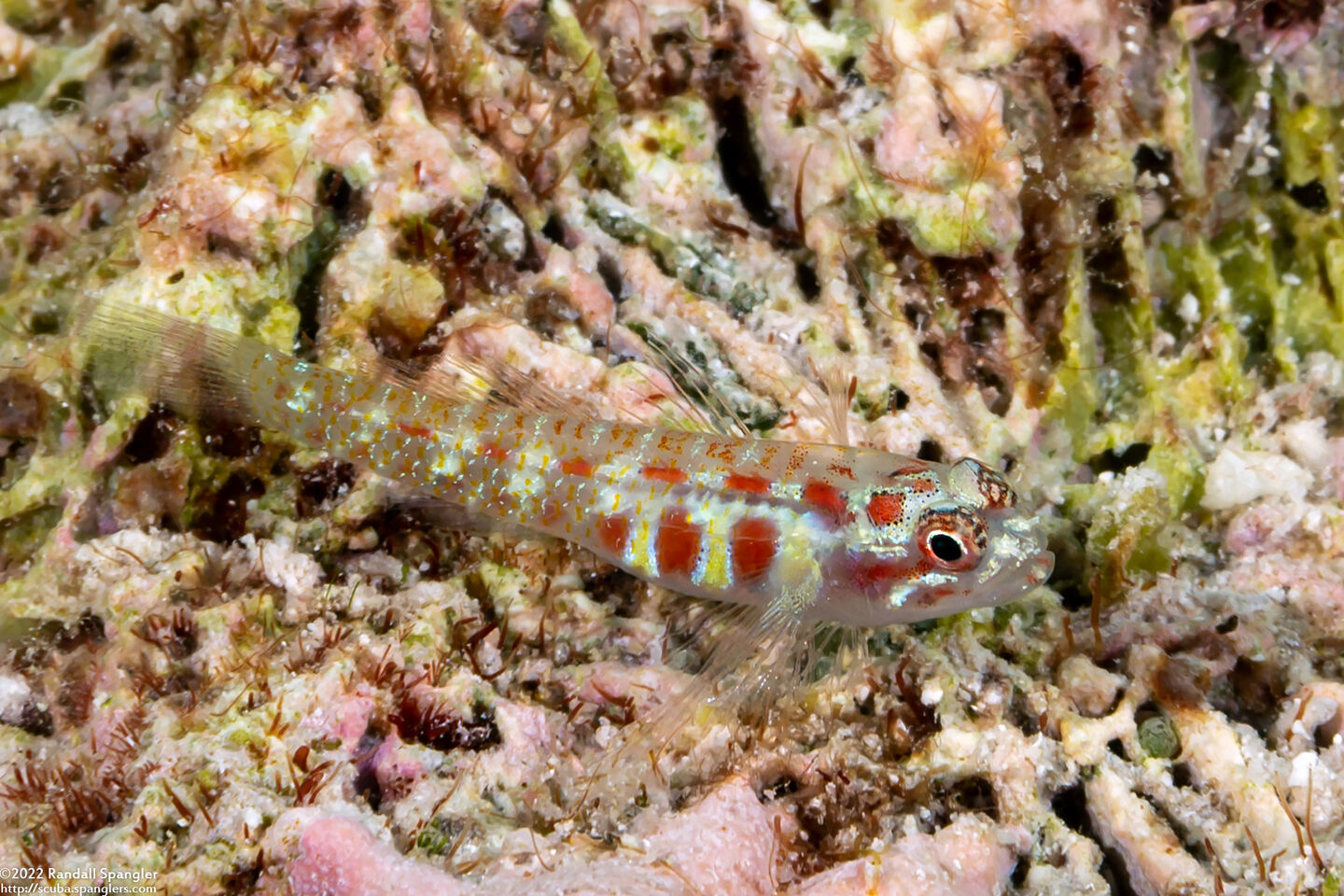 Eviota melasma (Melasma Dwarfgoby)