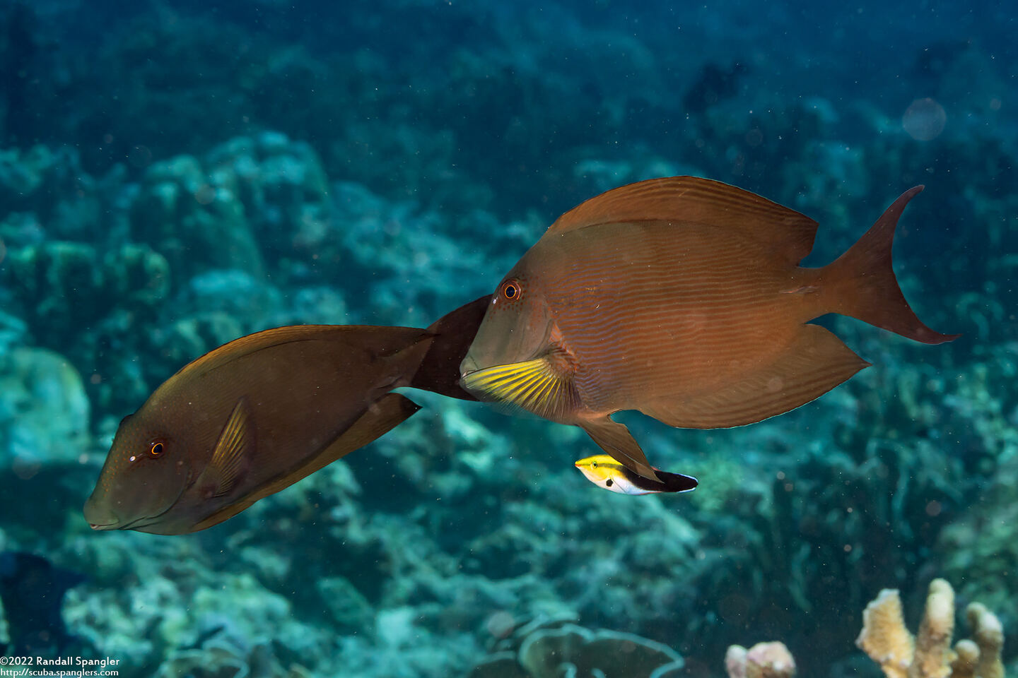 Ctenochaetus striatus (Lined Bristletooth)