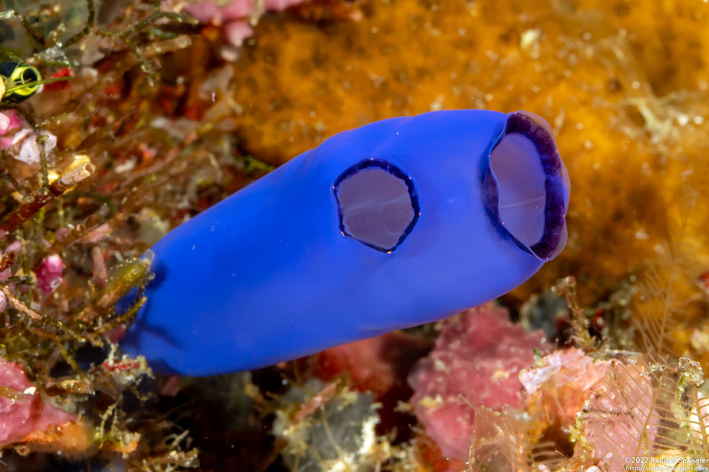 Rhopalaea sp.2 (Rhopalaea sp.2)